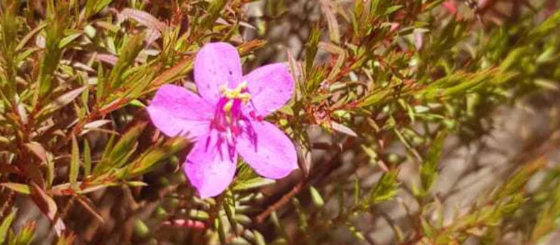 Espécie nova; flora