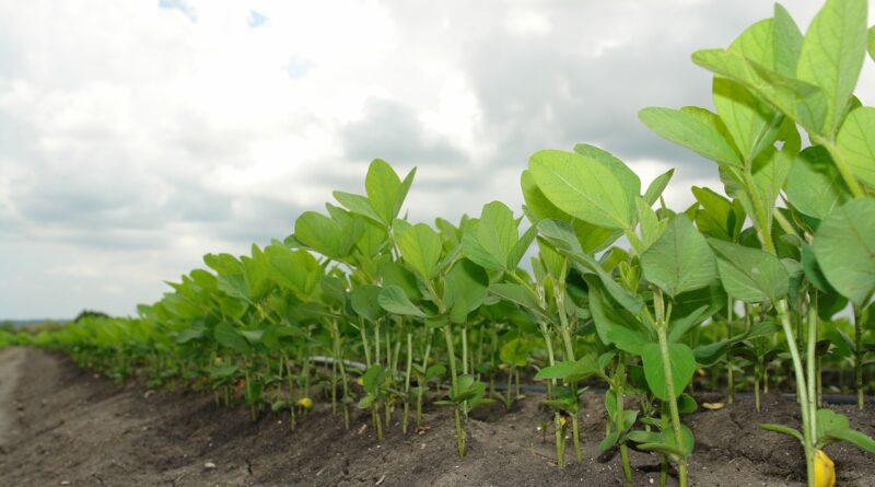 Foto: Julio César García por Pixabay