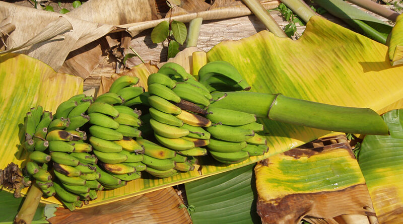 Bananeira; banana