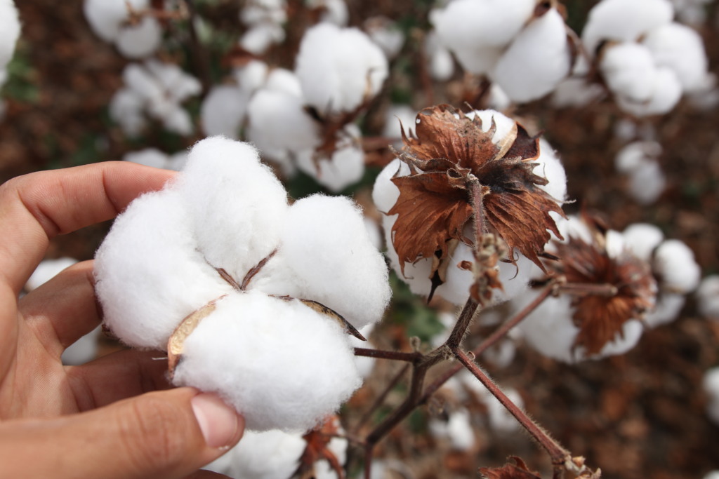 colheita algodão, safra 2023/24, oeste da bahia, sudoeste da bahia, cotonicultura,