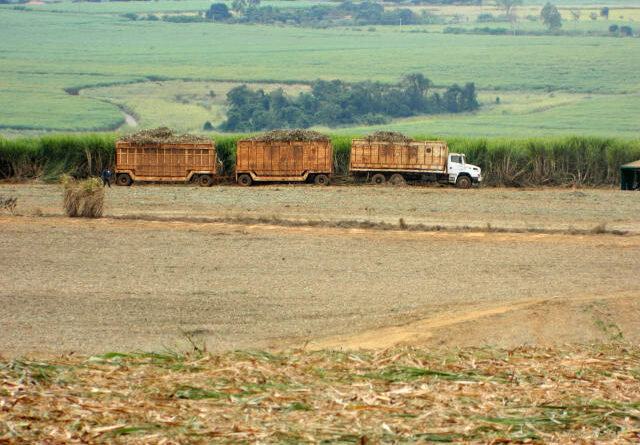 Foto: Neide Makiko/ Embrapa Informática Agropecuária