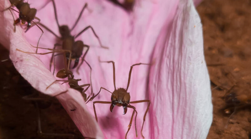 Formigas operárias das saúva-limão (Atta sexdens)