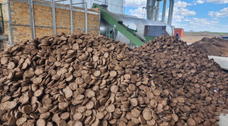 Apesar do alto potencial para a geração de energia renovável, o sorgo-biomassa possui características que precisam ser adequadas para sua utilização, em larga escala, pela indústria no Brasil.