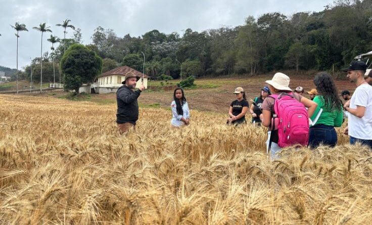Universidade de Viçosa desenvolve nova cultivar de trigo e projeta autossuficiência nacional