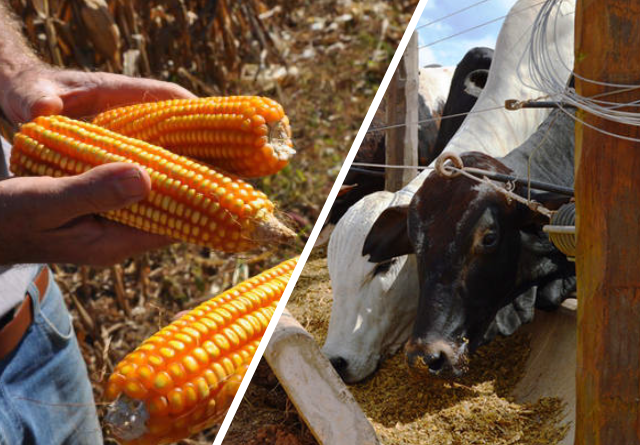 milho à esquerda e boi à direita