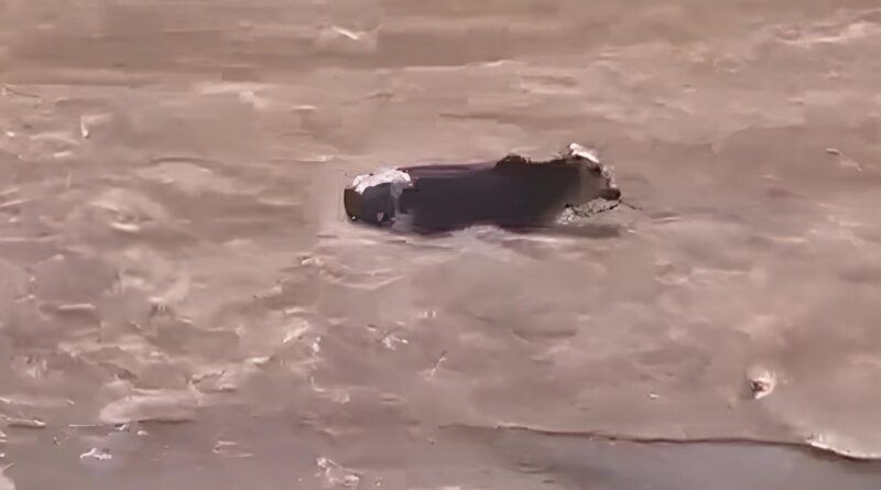 boi despenca de cachoeira em Mato Grosso