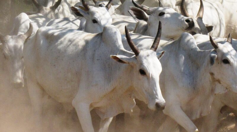 Escalas de abate mais 'folgadas' baixam preços do boi gordo; veja cotações