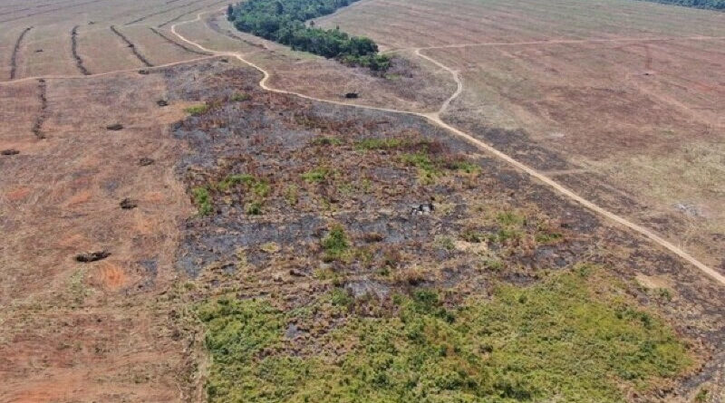 desmatamento, produtor, sema, mato grosso, lei