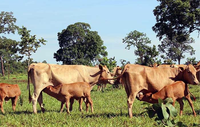 vaca, desmame, bezerro, leite