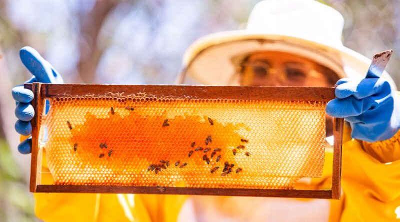 Mel, exportação, Piauí, apicultura,
