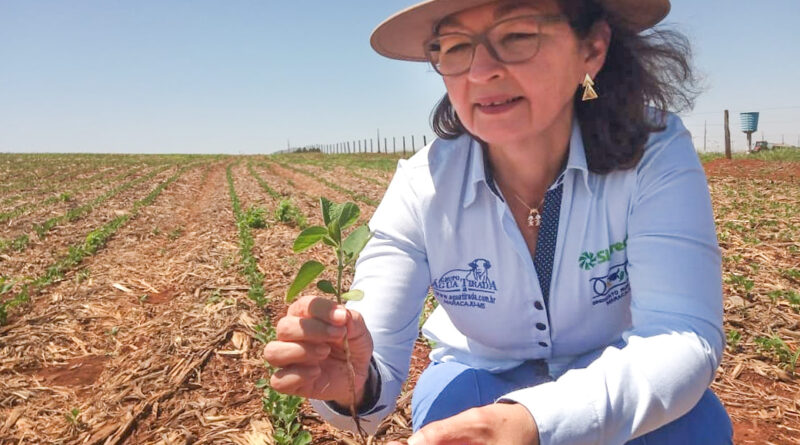 plantação de soja em Mato Grosso do Sul