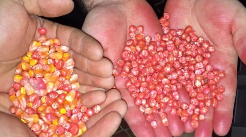 sementes falsificadas