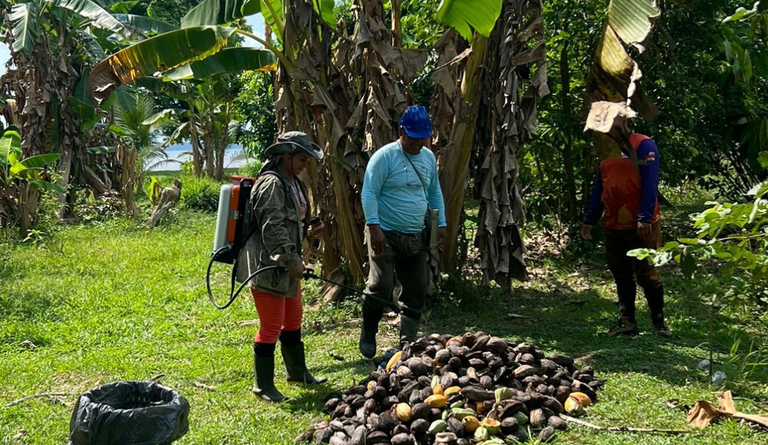 combate à moniliáse do cacau pelo Ministério da Agricultura