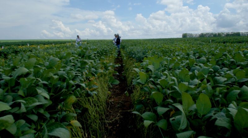 Uso de bioinsumos na soja evento Proteplan Foto João Pedro Coelho