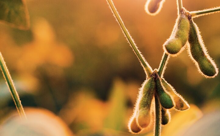 Ameaça de ferrugem e falta de chuva preocupam produtores de soja do RS