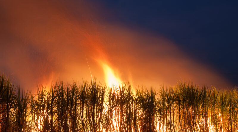 Mais de 50% dos canaviais não vão se recuperar dos incêndios, aponta pesquisa