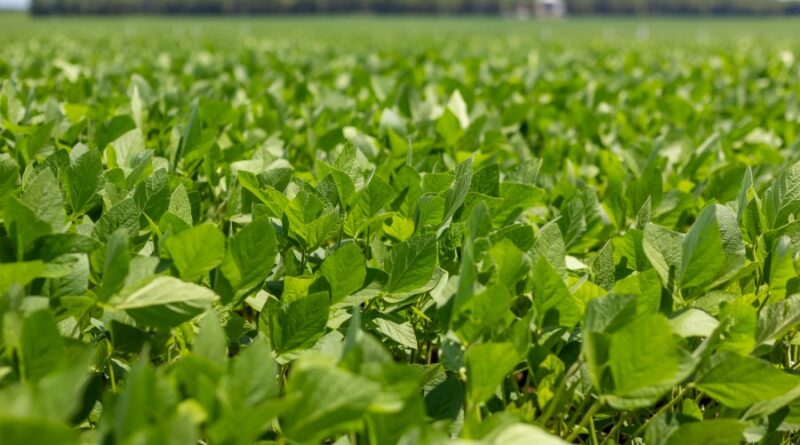 Foto: Colheita da Soja/Aprosoja MT