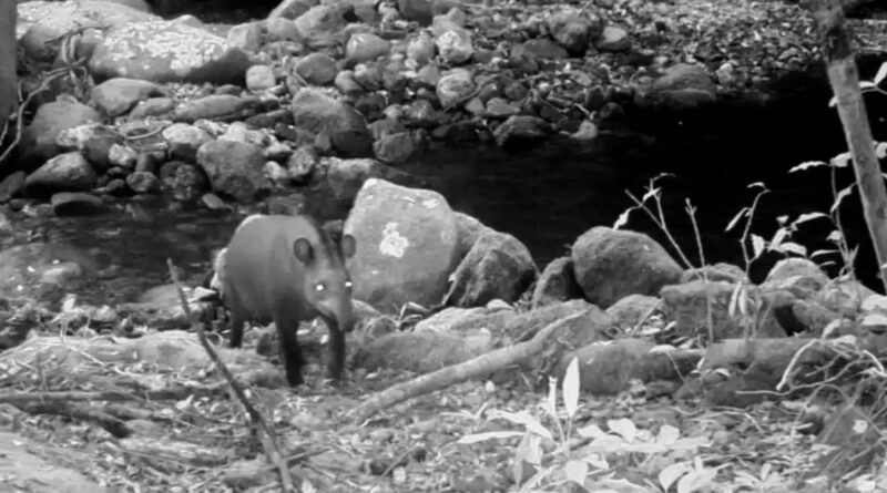 ANTAS MATA ATLÂNTICA