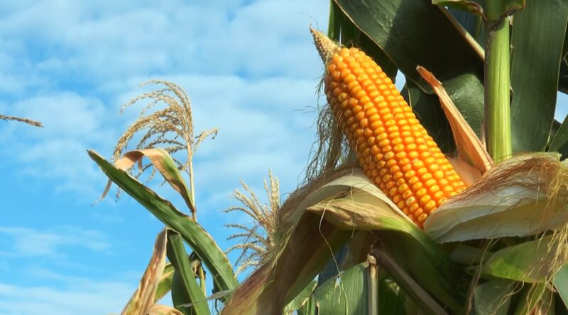 mais milho inpasa etanol de milho foto leandro balbino canal rural mato grosso3
