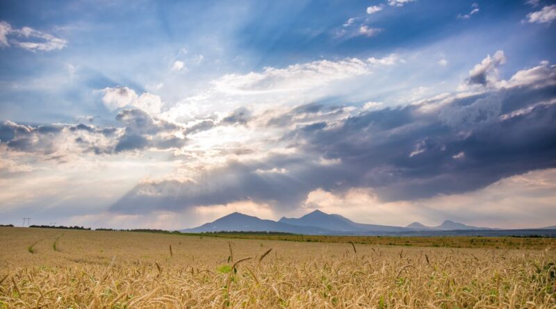 trigo, lavoura, tempo, chuva, nuvem, céu