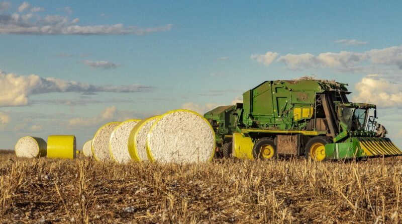 colheita algodão, safra 2023/24, oeste da bahia, sudoeste da bahia, cotonicultura,