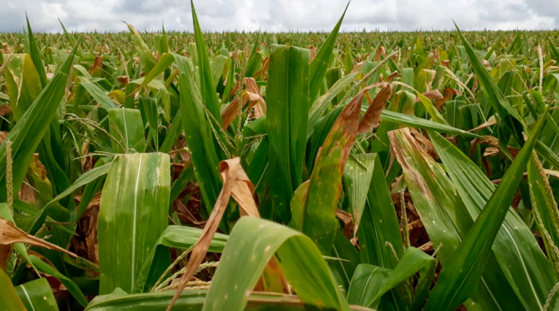 Forte seca provoca quebra de safra no milho do Rio Grande do Sul, falta de chuva