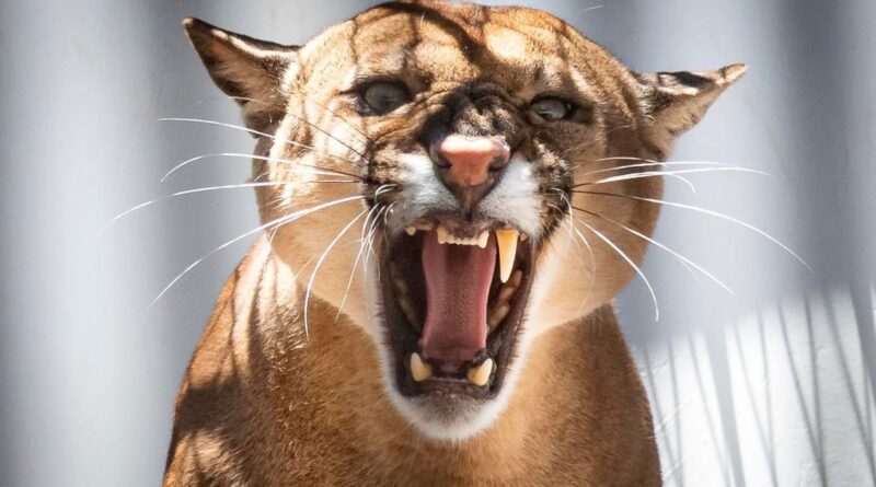 ANIMAL SILVESTRE: ONÇA-PARDA