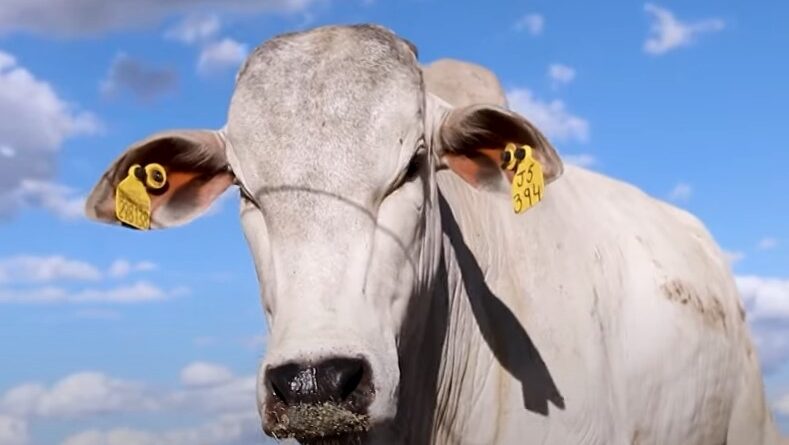 JBS doa 3 milhões de tags de rastreamento de gado com enfoque no pequeno produtor