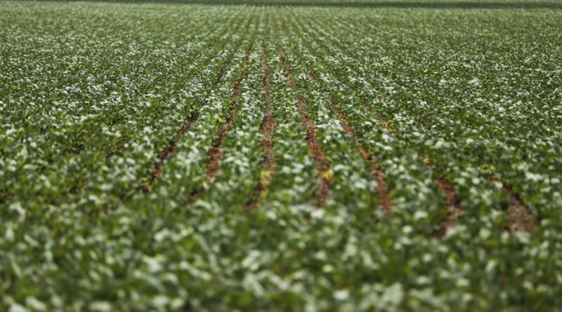 PIB do Agro, CNA, BrasilAgro, Bolívia