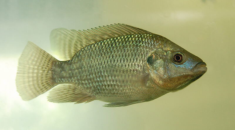 tilápia Embrapa, peixes Uel