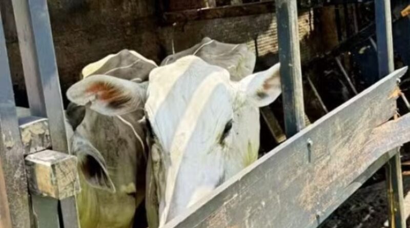 GADO LARANJAL PAULISTA