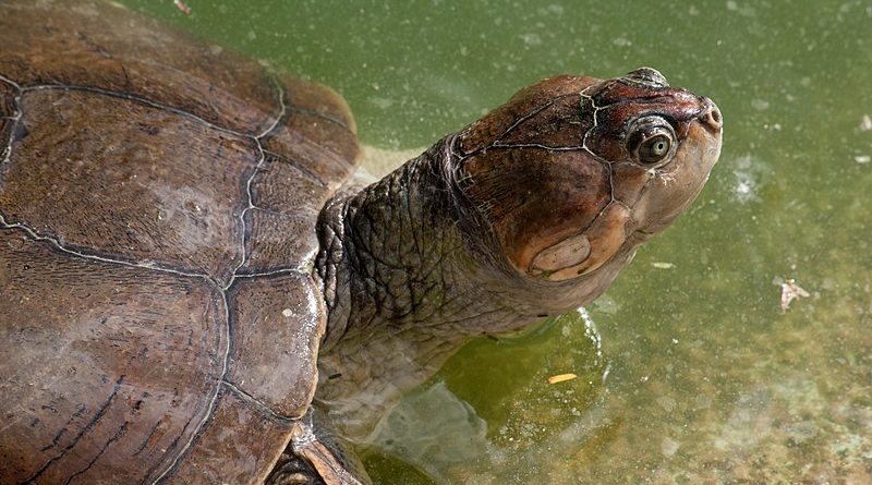 tartaruga-da-amazônia