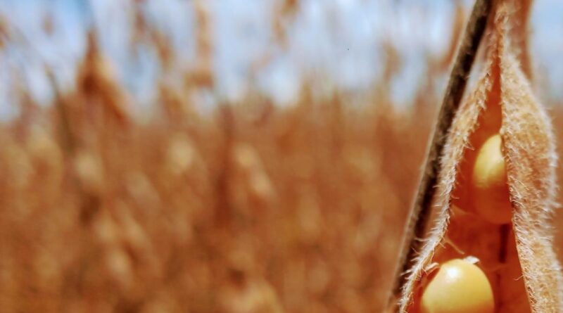 soja colheita abertura safra