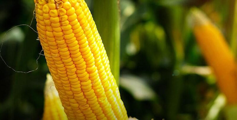 etanol, milho, estados unidos - safra