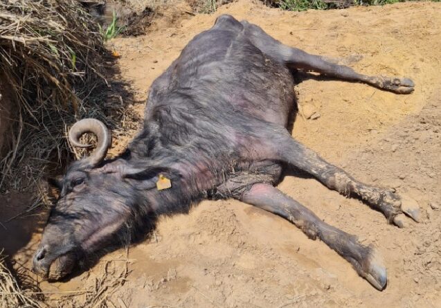 búfalo que sofreu maus-tratos em Brotas