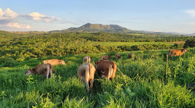 produção de leite orgânico