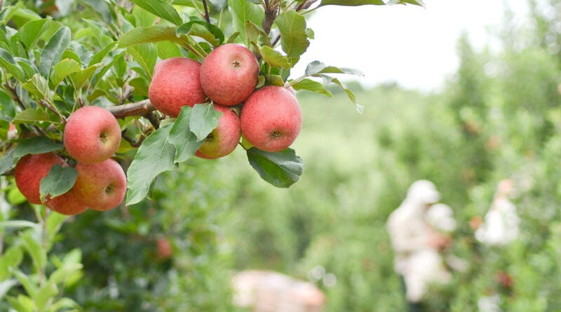 safra de maçã 2025