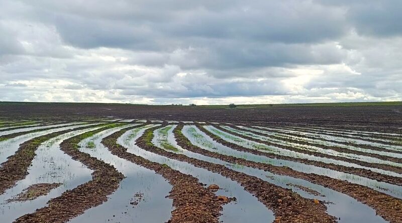 plantio de arroz no Rio Grande do Sul