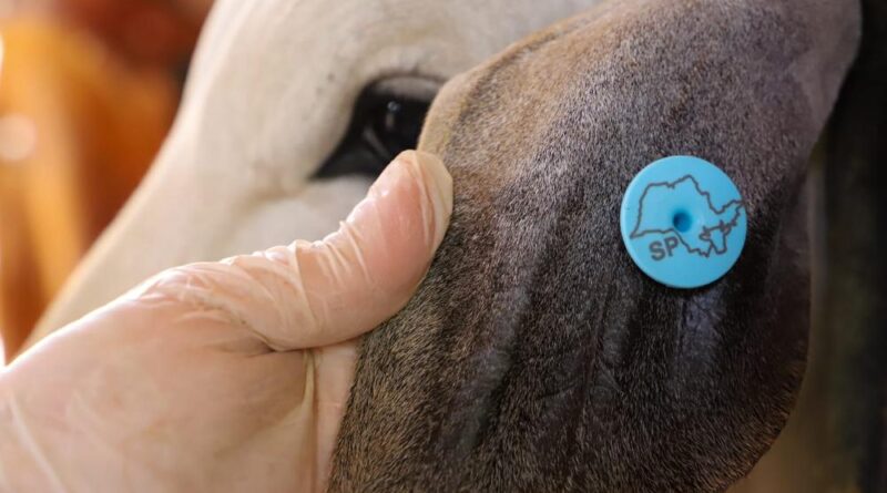 Orelha de bovino com o botton