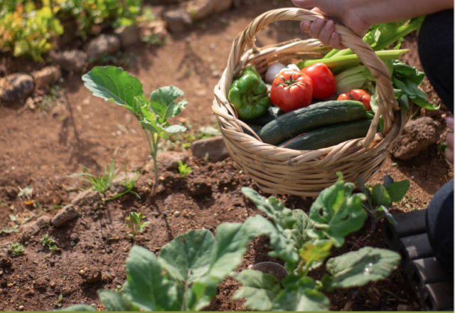 Resultados estratégicos da Secretaria da Agricultura do Distrito Federal