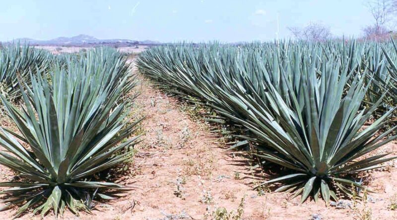 Sisal Agave biocombustível