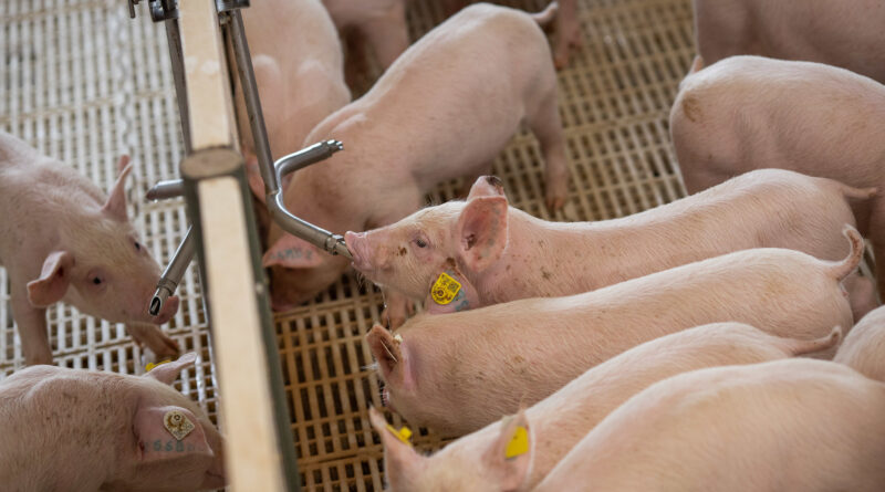 suinocultura suínos Mato Grosso do Sul