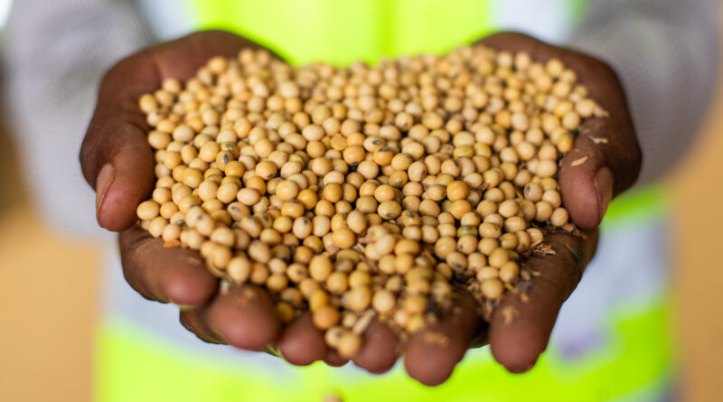 soja nas mãos de produtor