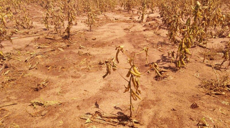 lavoura de soja seca sem chuva, seguro rural