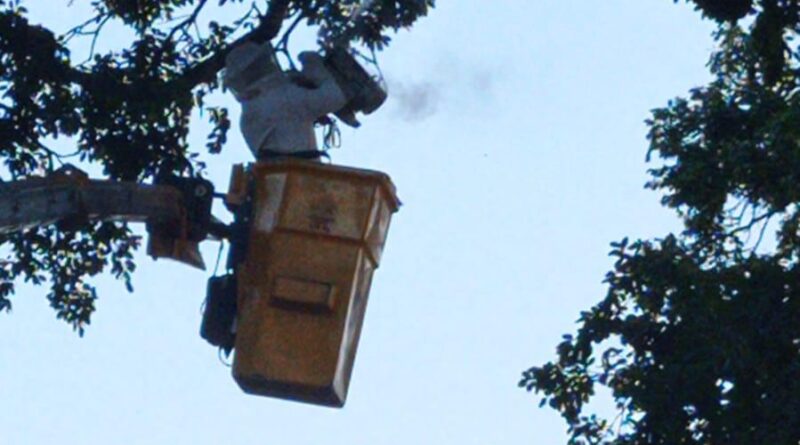 CAPTURA ABELHAS BAHIA