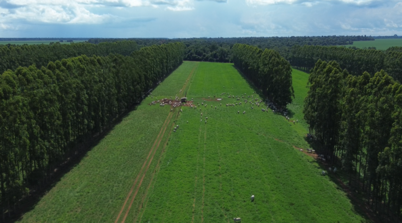 Foto: Fazenda/MT