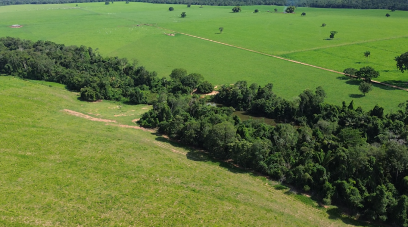 Foto: Canal Rural/Soja Brasil