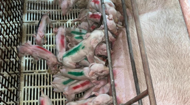 Porca dá à luz 45 leitões de uma vez em Minas Gerais e pode entrar para o Guiness Book