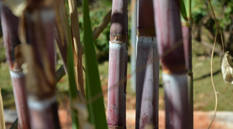 cana-de-açúcar - vbp dp agro mineiro - açúcar
