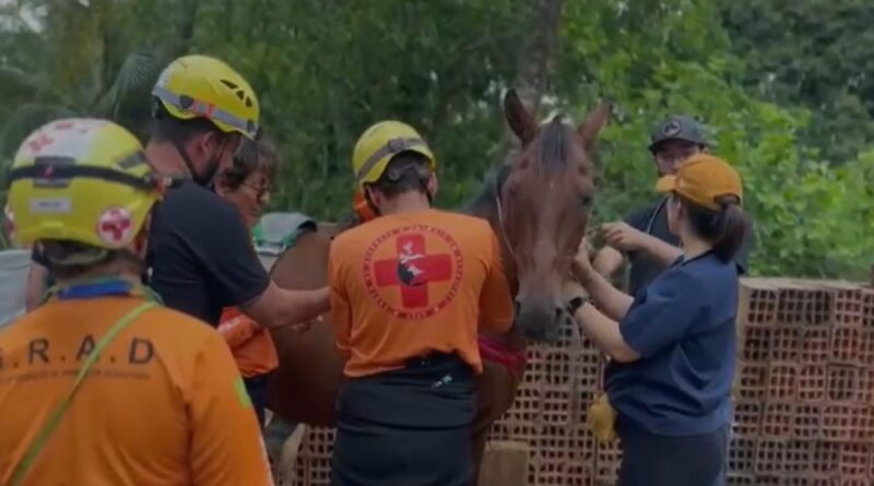 CAVALO RESGATADO LITORAL SP